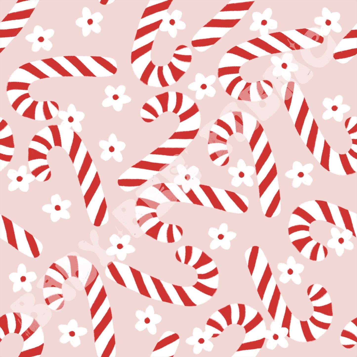 Candy Cane Daisy